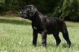 CANE CORSO 949